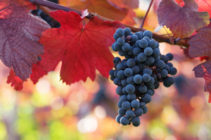 New Wines